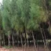 بذور الاثل الامريكي  - ‫‪Casuarina‬‬