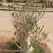 بذور العدنة-الأدينيوم (Adenium obesum)