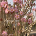 بذور العدنة-الأدينيوم (Adenium obesum)