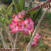 بذور العدنة-الأدينيوم (Adenium obesum)