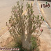 بذور العدنة-الأدينيوم (Adenium obesum)