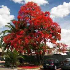 بذور استر كوليا لوريدا - Brachychiton discolor