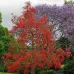 بذور استر كوليا لوريدا - Brachychiton discolor