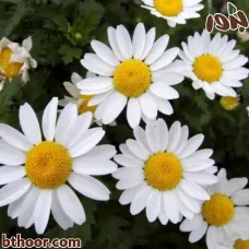 بذور اقحوان المروج(Chrysanthemum Paludosum)