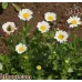 بذور اقحوان المروج(Chrysanthemum Paludosum)