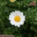 بذور اقحوان المروج(Chrysanthemum Paludosum)