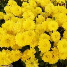 بذور الأقحوان الهندي ( Chrysanthemum indicum )