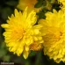 بذور الأقحوان الهندي ( Chrysanthemum indicum )