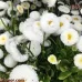 بذور أقحوانة المرج ألوان متعددة (Bellis perennis)