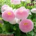 بذور أقحوانة المرج ألوان متعددة (Bellis perennis)