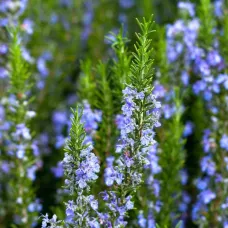 بذور اكليل الجبل - روز ماري ( Rosmarinus officinalis )