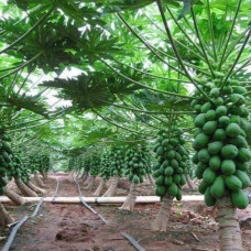 بذور البابايا التايلندية  Carica papaya