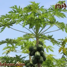 بذور البابايا - جملة (Carica papaya 1 )