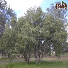 بذور البمبر البري (الإسحل)  Cordia sinensis