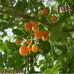 بذور البمبر البري (الإسحل)  Cordia sinensis