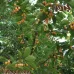 بذور البمبر البري (الإسحل)  Cordia sinensis