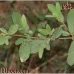 بذور البمبر البري (الإسحل)  Cordia sinensis