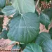 بذور البمبر البلدي ( Cordia dichotoma )