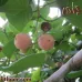 بذور البمبر البلدي ( Cordia dichotoma )