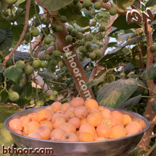 بذور البمبر البلدي ( Cordia dichotoma )