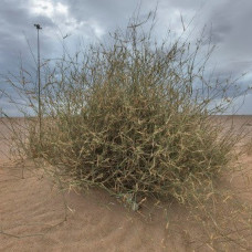 بذور الثمام ( الدخن ) panicum turgidum