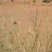 بذور الثمام ( الدخن ) panicum turgidum