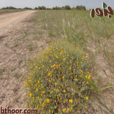 بذور الجثجاث-جثيا (  ‏pulicaria undulata )