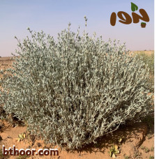 بذور الجعد جمله( الجعدة)