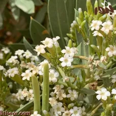 بذور الحرمل (Rhazya Stricta - Decne)