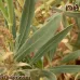 بذور الحرمل (Rhazya Stricta - Decne)