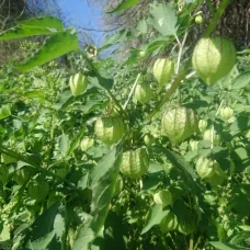 بذور الحرنكش ( Physalis )