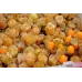 بذور الحرنكش ( Physalis )