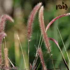 بذور الحلفاء حمراء جملة