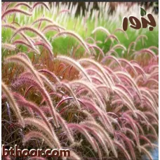 بذور الحلفا أو عشبة النافورة الحمراء(Pennisetum Setaceum)