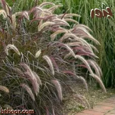 بذور الحلفا اللوان متعددة ( Pennisetum Setaceum )