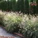 بذور الحلفا اللوان متعددة ( Pennisetum Setaceum )