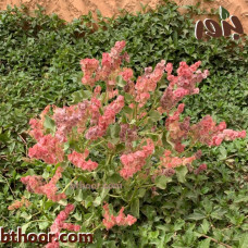 بذور الحميض-الحماض ( Rumex vesicarius )