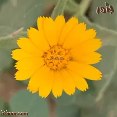 بذور الحنوة ( Calendula tripterocarpa )