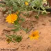 بذور الحنوة ( Calendula tripterocarpa )