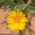 بذور الحنوة ( Calendula tripterocarpa )