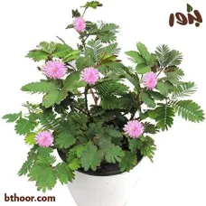 بذور الخجولة-ميموزا بوديكا( Mimosa pudica )