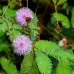 بذور الخجولة-ميموزا بوديكا( Mimosa pudica )