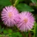 بذور الخجولة-ميموزا بوديكا( Mimosa pudica )