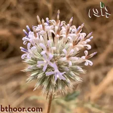 بذور الخرشف او شدق الجمل (Echinops glaberrimus)