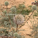 بذور الخرشف او شدق الجمل (Echinops glaberrimus)