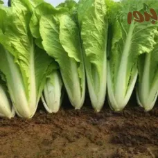 بذور الخس البلدي (Lactuca sativa)