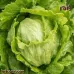 بذور الخس الأمريكي- خس ايسبيرغ (Crisphead Iceberg Lettuce)