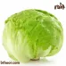 بذور الخس الأمريكي- خس ايسبيرغ (Crisphead Iceberg Lettuce)