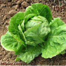 بذور الخس الأمريكي- خس ايسبيرغ (Crisphead Iceberg Lettuce)