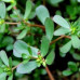 بذور الرجلة - Portulaca oleracea